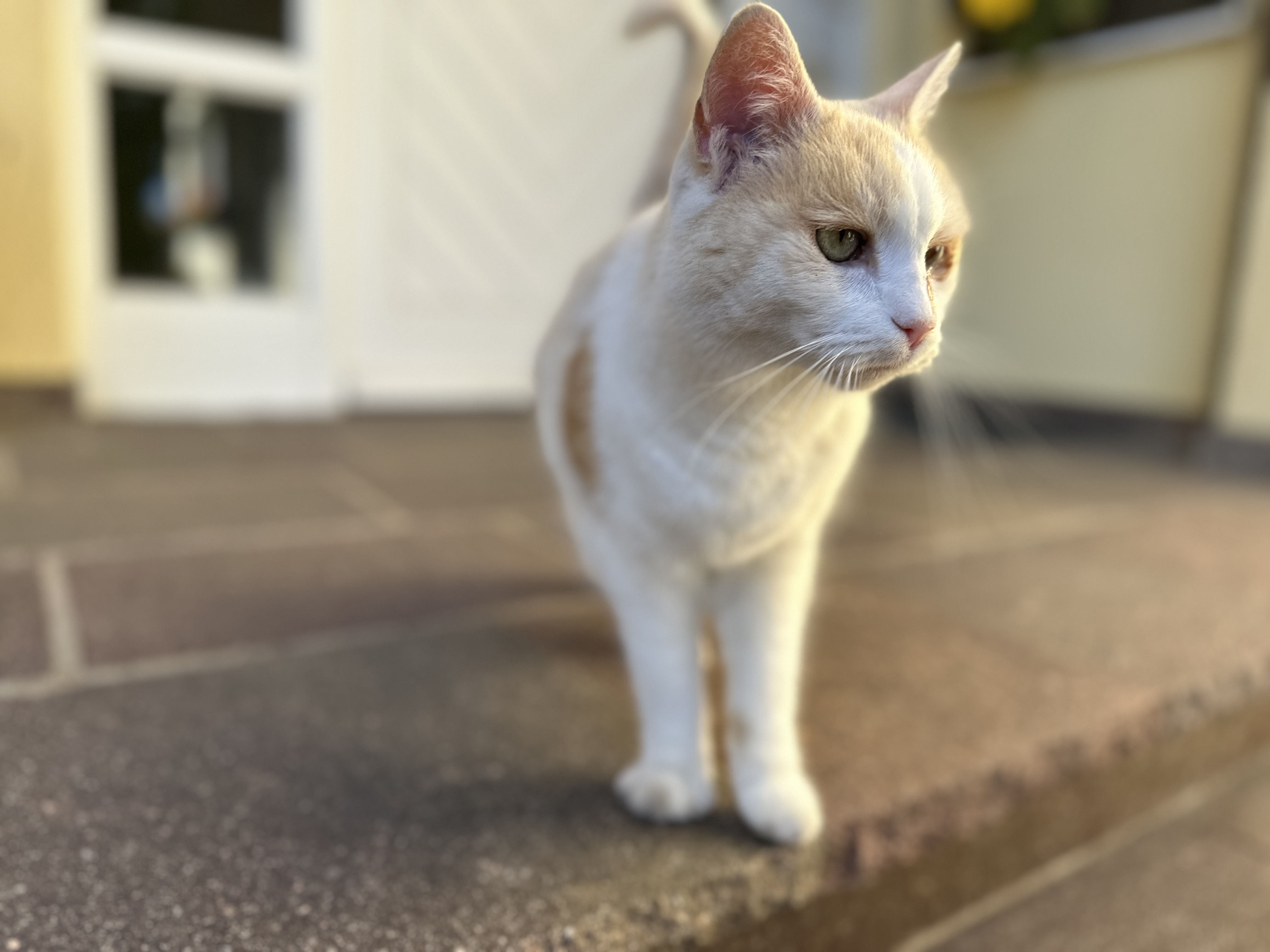 Hauskatze vor der Praxistür, die in Richtung Kamera schaut